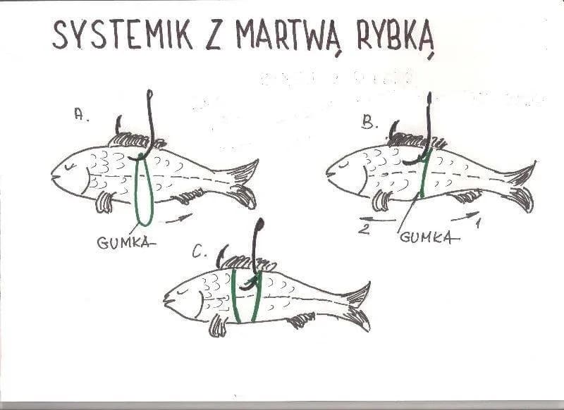 Jaki grunt na żywca? Odkryj najlepsze ustawienia na szczupaka