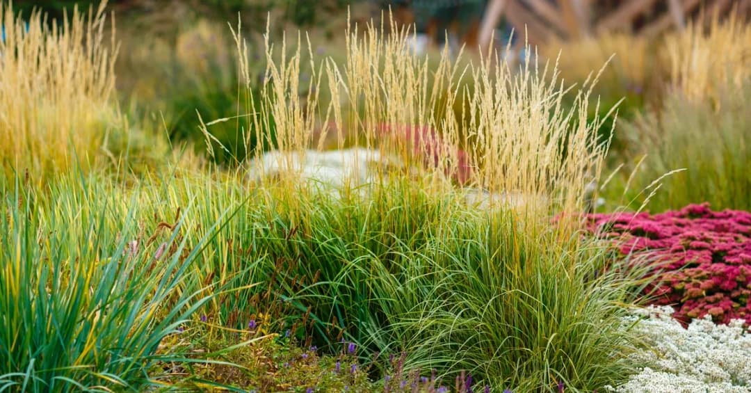 Jak przycinać trawy, aby uniknąć błędów i uzyskać piękny efekt
