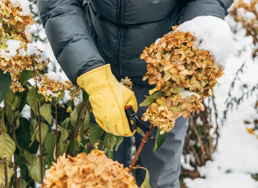 Jak przycinać hortensje na zimę, aby ich nie uszkodzić?