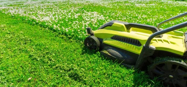 Jak pozbyć się koniczyny z trawnika - skuteczne metody na chwasty