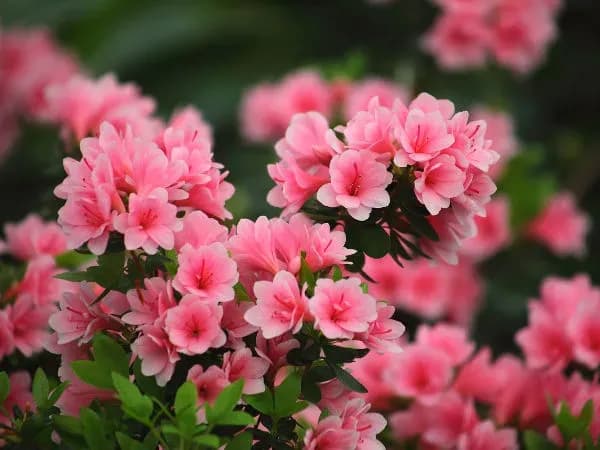 Jak przycinać azalie, aby uniknąć błędów i cieszyć się ich urodą