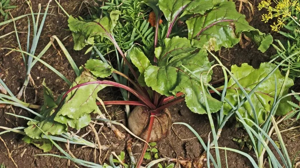 Kiedy siejemy buraki do gruntu, aby uniknąć nieudanych plonów?