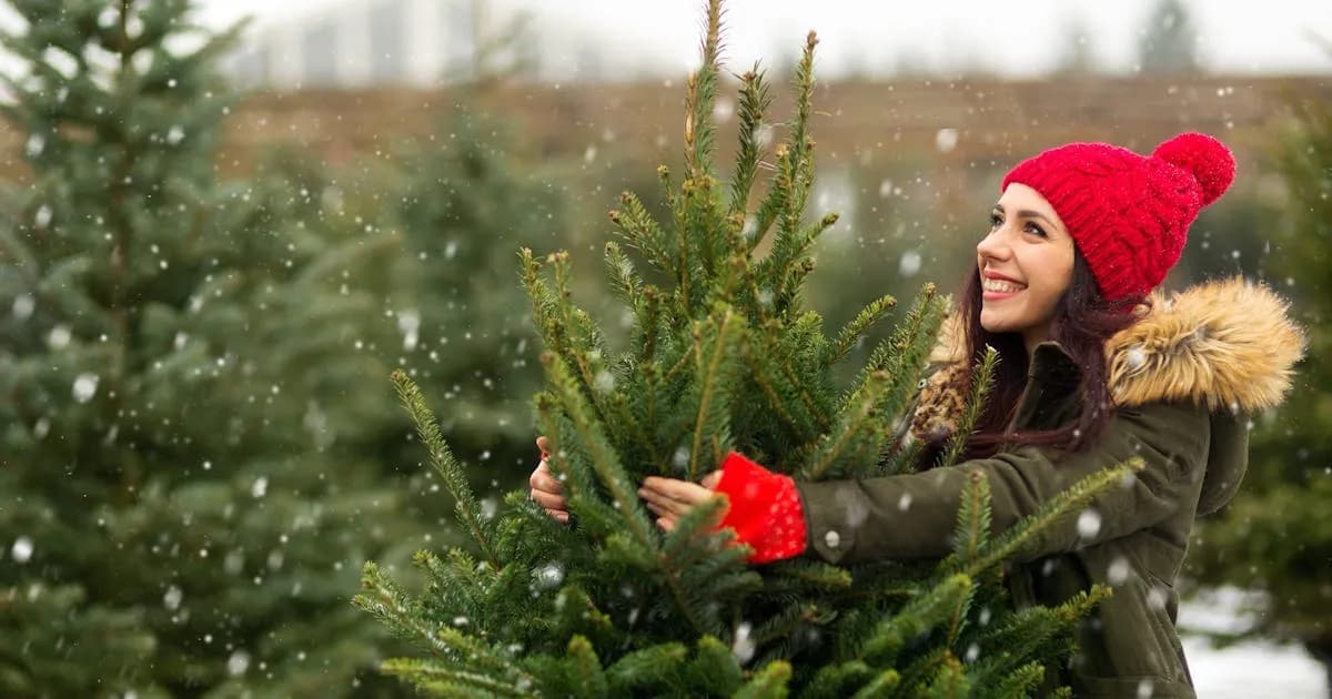 Ile kosztuje choinka w doniczce? Ceny, które Cię zaskoczą