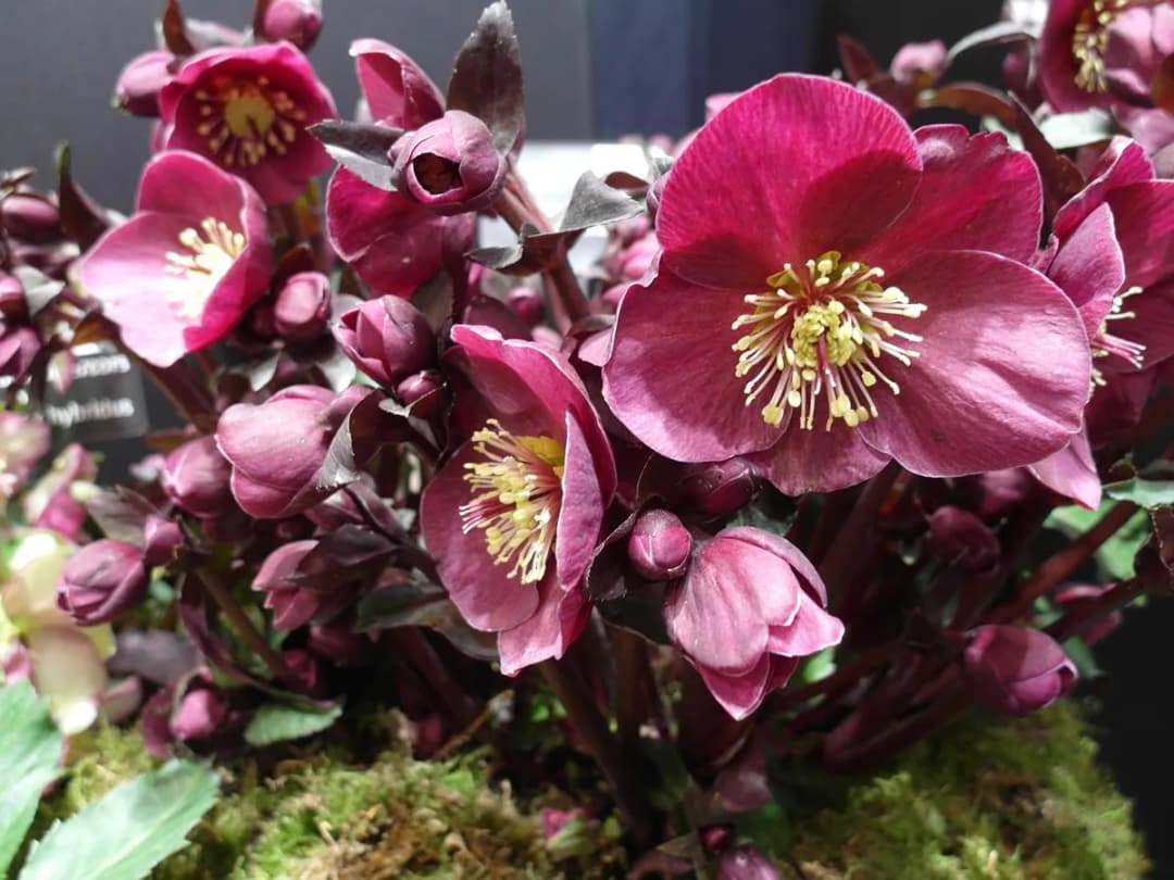 Kiedy kwitną ciemierniki? Odkryj ich piękno przez cały rok