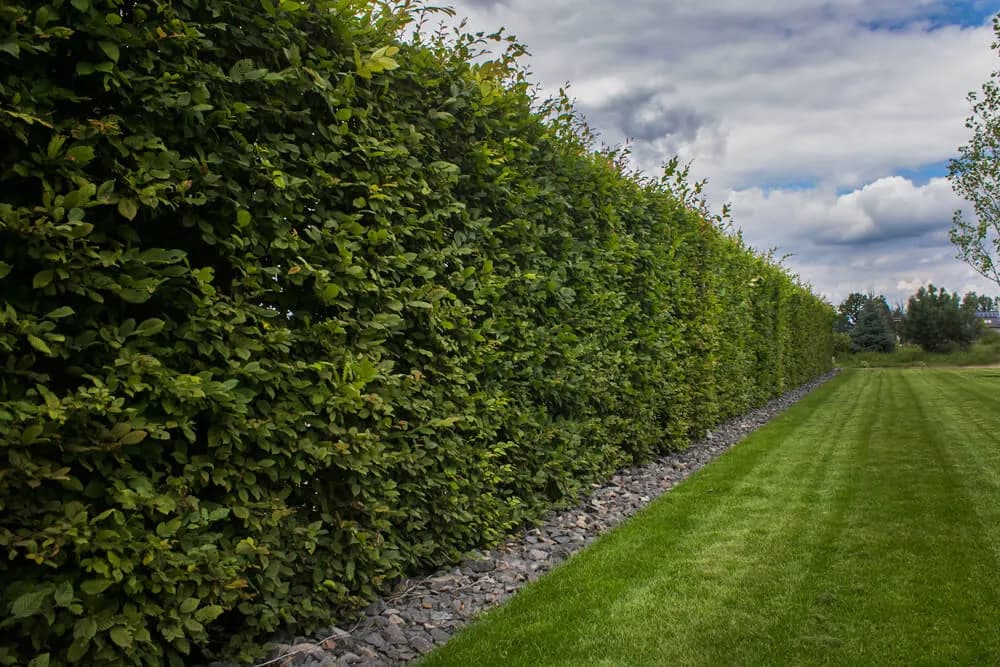 Z czego żywopłot całoroczny – najlepsze rośliny na zieloną osłonę
