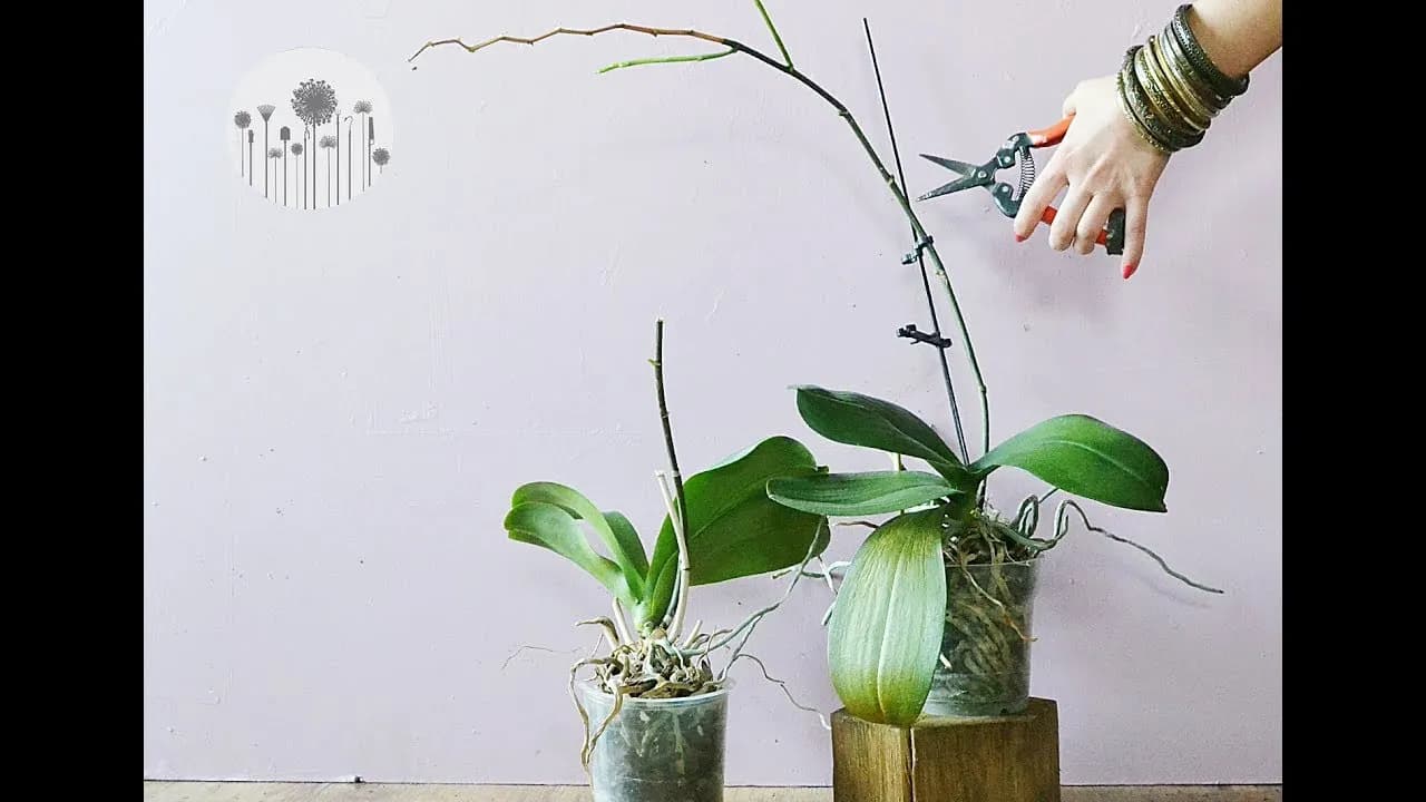 Jak przycinać storczyki phalaenopsis, aby uniknąć błędów i cieszyć się kwitnieniem