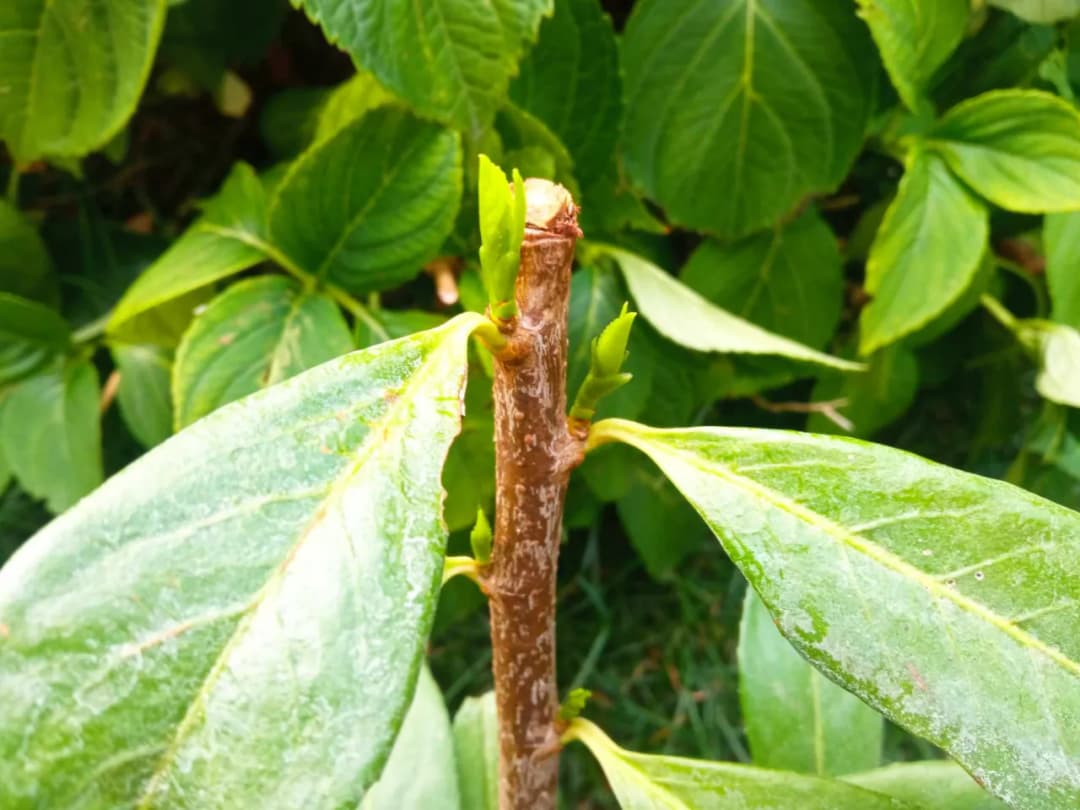 Jak przycinać laurowiśnię, by uniknąć błędów i cieszyć się zdrowiem rośliny