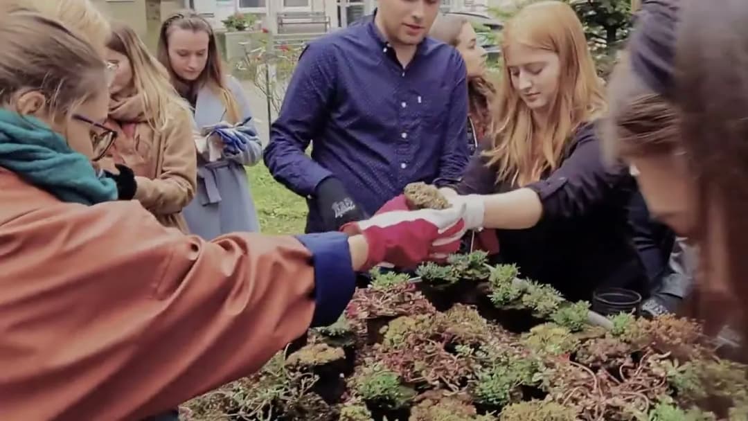 Jak zrobić zielony dach na altanie - proste kroki i porady