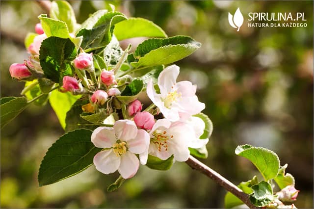 Jak kwitnie jabłoń – poznaj tajemnice jej pięknych kwiatów