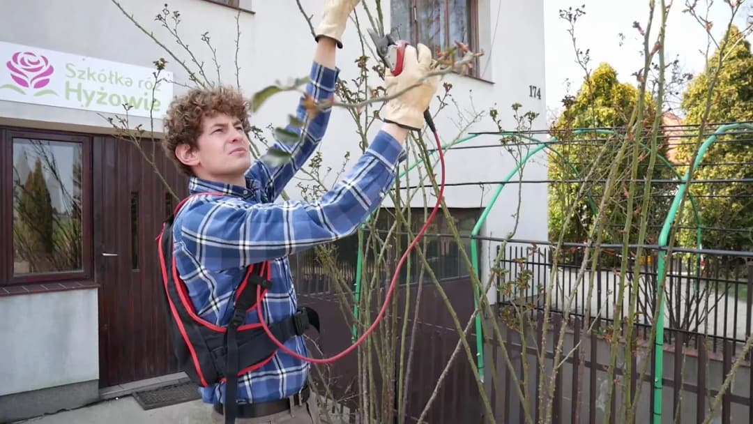 Jak przycinać róże pnące, aby uniknąć błędów i zapewnić piękne kwitnienie