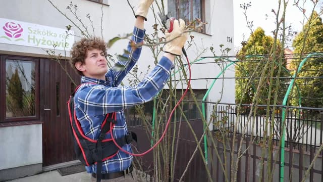 Jak przycinać róże pnące, aby uniknąć błędów i zapewnić piękne kwitnienie