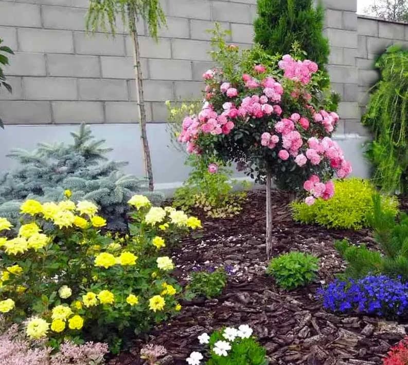 Co posadzić pod różą na pniu, aby uniknąć chwastów i suchości?