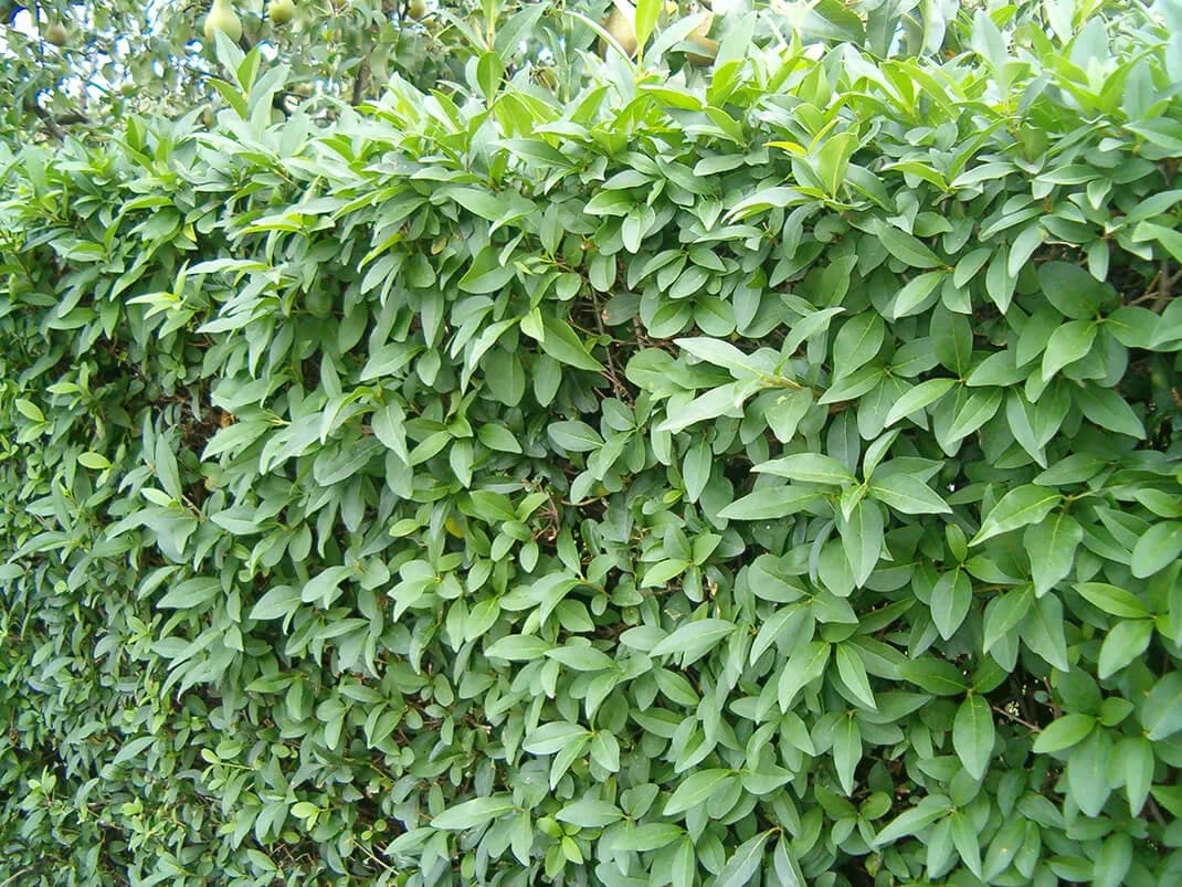 Rośliny, które szybko rosną na żywopłot – stwórz gęsty zielony ekran