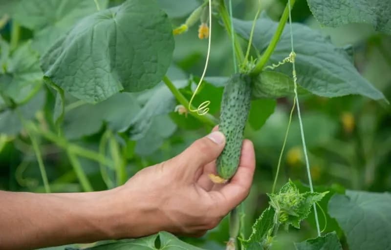 Kiedy siać ogórki do doniczek, aby uniknąć nieudanych plonów