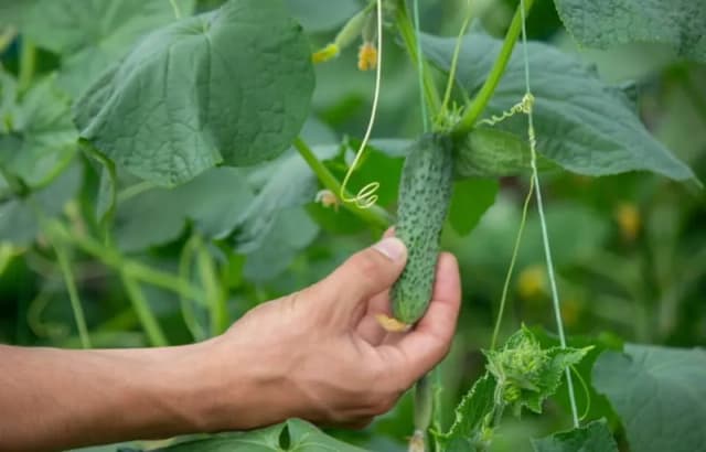 Kiedy siać ogórki do doniczek, aby uniknąć nieudanych plonów