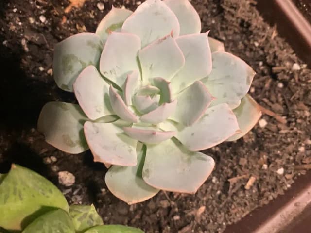 Jak przycinać eszewerie, aby uniknąć błędów i zapewnić zdrowie rośliny