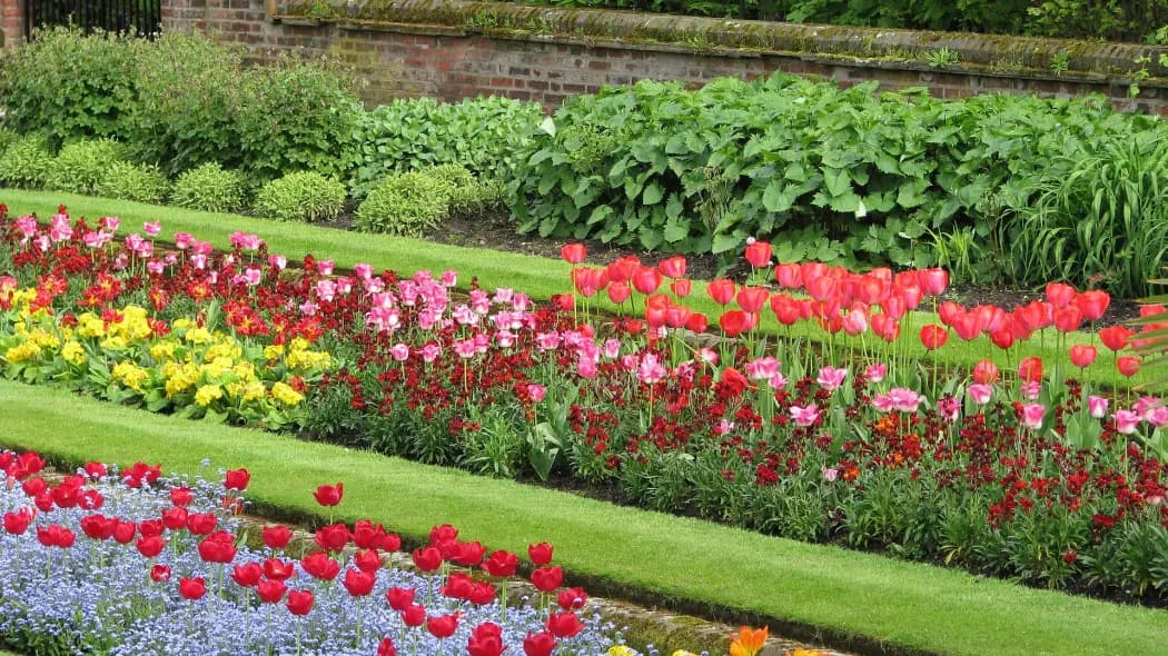 Co posadzić po tulipanach, aby wypełnić puste miejsca w ogrodzie?