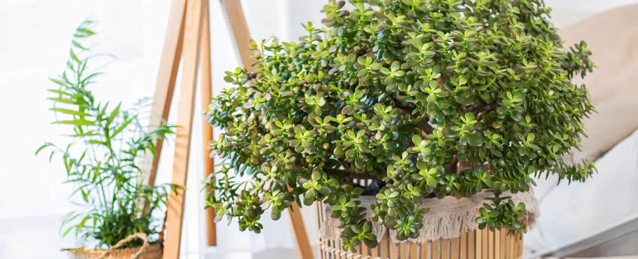 Jaka doniczka do grubosza? Najlepsze wybory dla zdrowej rośliny