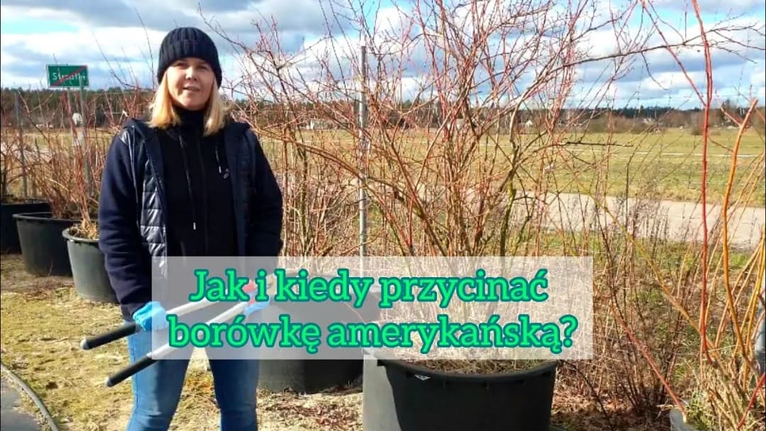 Kiedy i jak przycinać borówkę amerykańską, aby uniknąć błędów w pielęgnacji