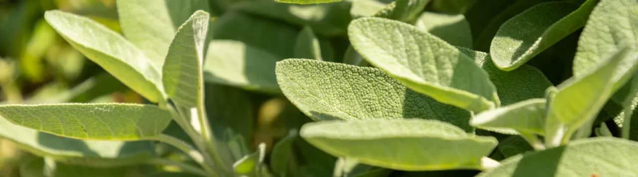 Szałwia kiedy sadzić do gruntu? Najlepsze terminy i porady dla ogrodników