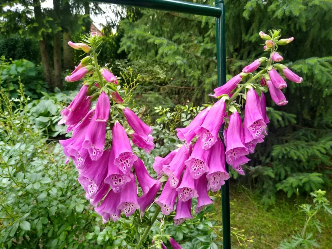 Co kwitnie w czerwcu? Odkryj najpiękniejsze rośliny na lato