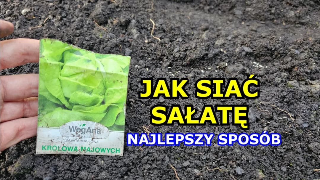 Jak siać sałatę do gruntu: proste techniki i najlepsze terminy siewu