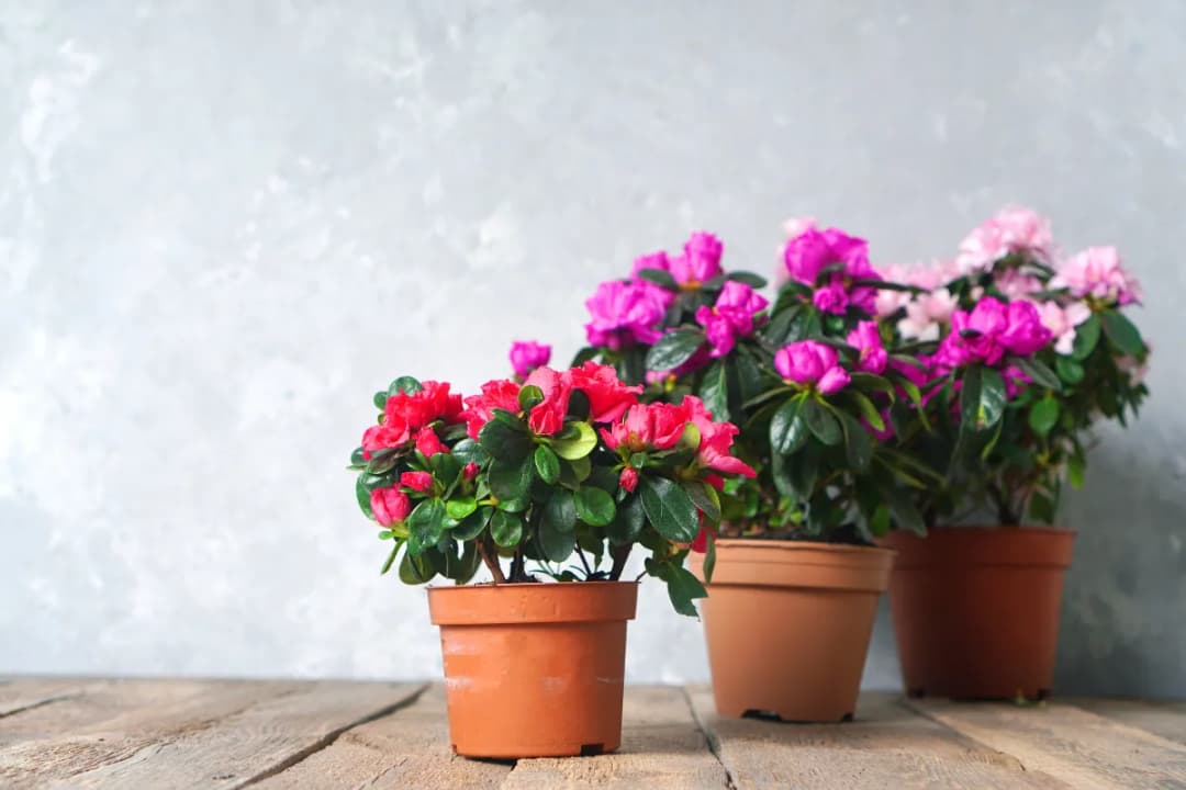 Kiedy kwitnie azalia doniczkowa? Poznaj sekrety jej kwitnienia