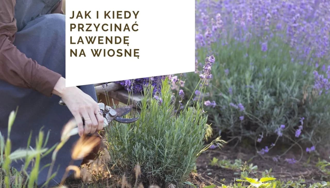 Jak przycinać lawendę na wiosnę, aby uniknąć błędów i cieszyć się kwitnieniem