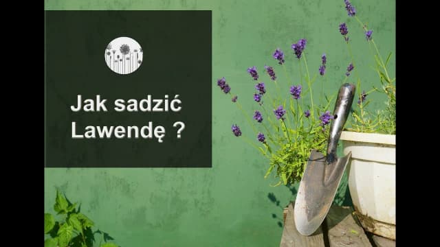 Jak posadzić lawendę: proste kroki dla zdrowych roślin w ogrodzie