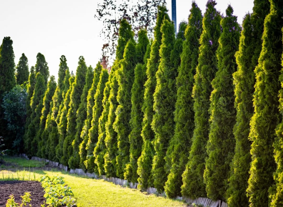 Jak długo rosną tuje? Odkryj ich zaskakujący tempo wzrostu