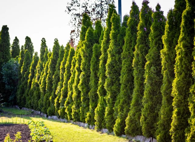 Jak długo rosną tuje? Odkryj ich zaskakujący tempo wzrostu